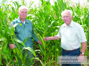 Цьогорічний урожай кукурудзи залежитиме від особливостей догляду за посівами