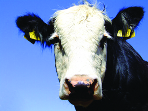 Антимікробна терапія при маститах у високопродуктивних корів