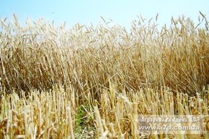 Зерно належить людині, а солома – ґрунту