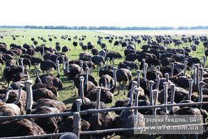 Повертаються страуси в українські  степи