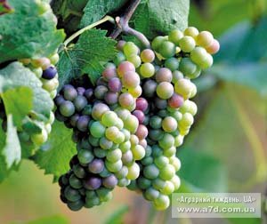 Минуле, сучасний стан та перспективи розвитку виноградарства Закарпаття