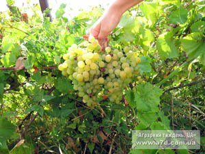 Виноградарі та винороби: захищатися і рухатися вперед