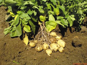 Предпосадочная подготовка семенного картофеля - фото 1