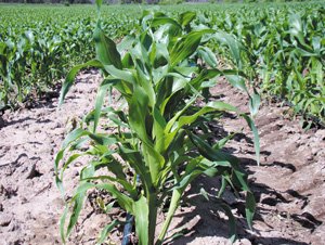 Оптимальна ширина міжрядь при вирощуванні кукурудзи