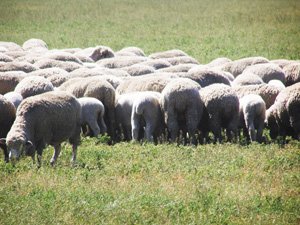 “Бідна” овечка, але своя (або що важить для України розвиток галузі вівчарства)