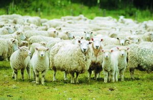 Вівцям і козам - пасовища, бюджету – гроші