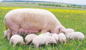 Причины нерационального использования генофонда свиней в условиях Украины