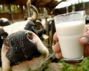 Корова молоко