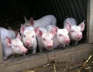Тешена свиней: варто знати