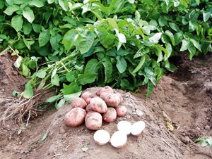 Двоврожайна культура картоплі на півдні України