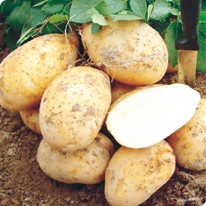 Двоврожайна культура картоплі на півдні України