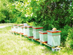 Органічне бджільництво