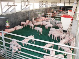 Чи існують генеалогічні родини свиней в Україні?