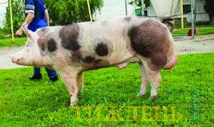 Кращий вибір батьківської лінії для виробництва свиней на забій