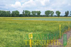 Перспективні сорти пшениці твердої ярої миронівської селекції