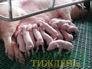 Оптимизация многоплодия свиноматок