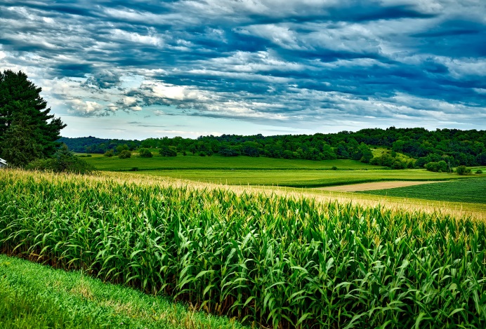 Оптимізація чинників, що впливають на врожайність гібридів кукурудзи