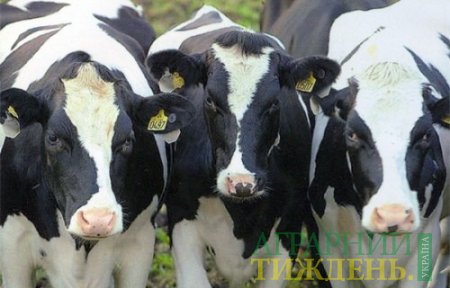 OBERIG покращить здоров’я корів