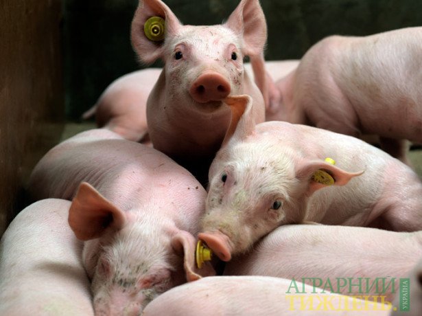 Ціни на свиней зростають рекордними темпами