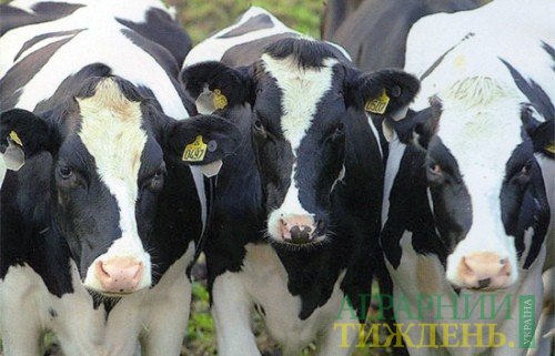 "Кусто Агро" инвестирует в животноводство 2,5 млн евро