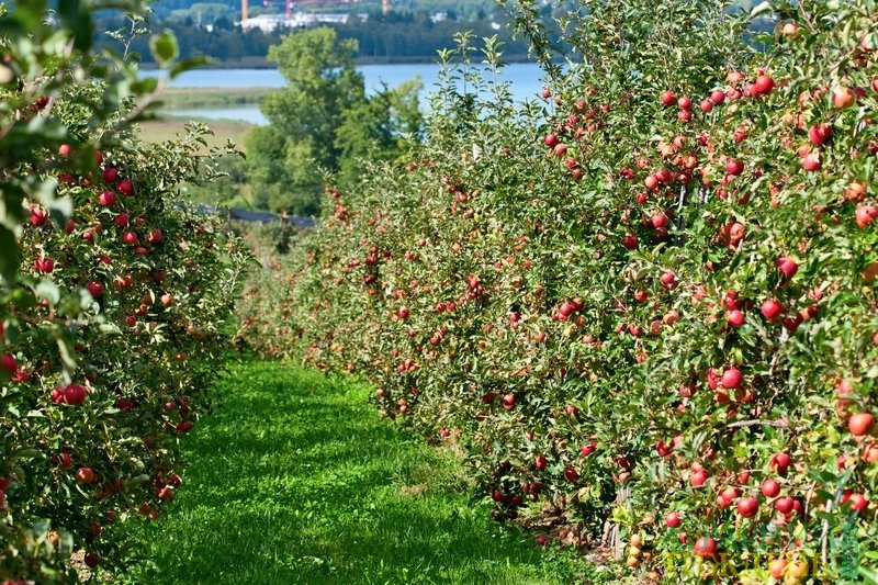Индия открывает рынок для украинских яблок