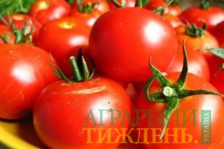 В августе экспорт томатов вырос на 20%