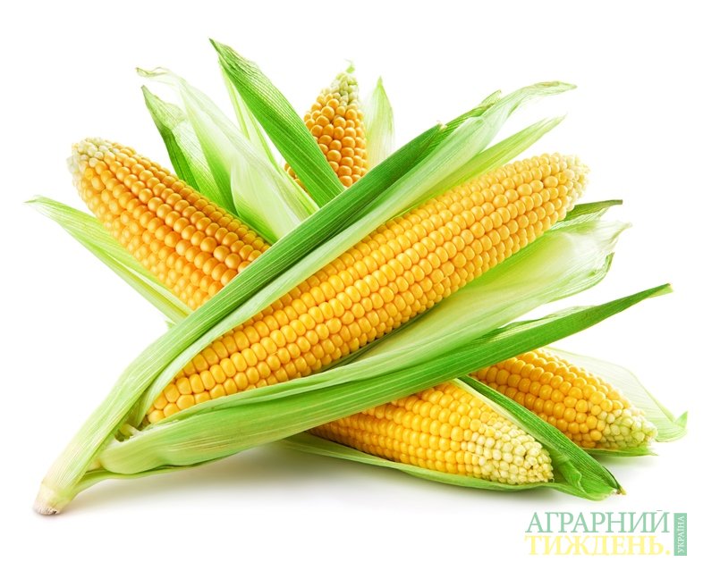 Возможное снижение производства кукурузы
