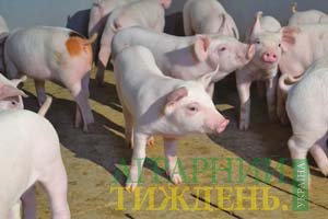 У вересні Україна продала за кордон менше свиней