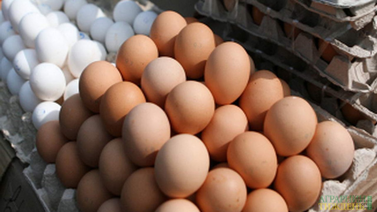 Экспорт яиц из Украины бьет рекорды