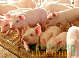 Україна «недозабила» 5% промислових свиней