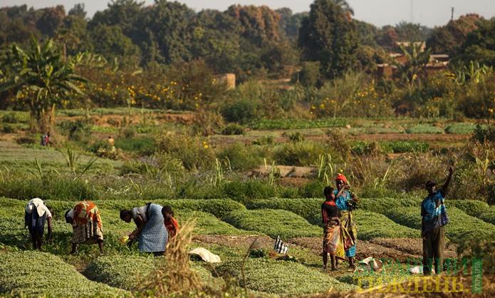 Агроэкология поможет изменить мировое производство продовольствия в лучшую сторону