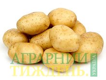 Рання картопля з Африки обходиться українцям дешевше за вітчизняну