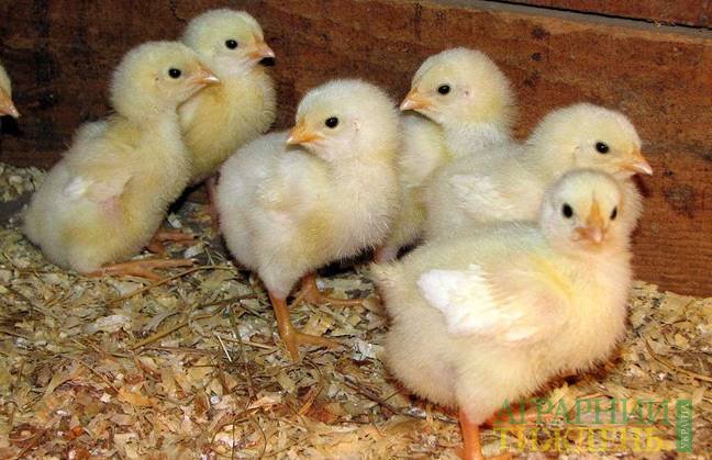ФАО надає молоду птицю 2750 фермерствам східної України