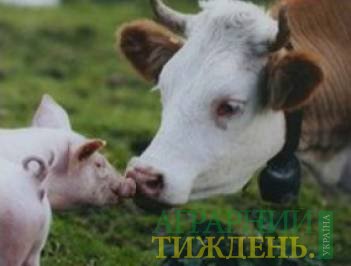 Поголовье КРС в Украине к 1 июня сократилось на 4,6%, свиней – на 5,7%, птицы выросло на 1,7%
