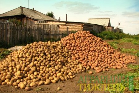 В Україні з’явиться перший кооператив виробників картоплі