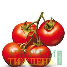 Україна імпортувала томатів — до 47,8 тис. т вартістю понад $30 млн.