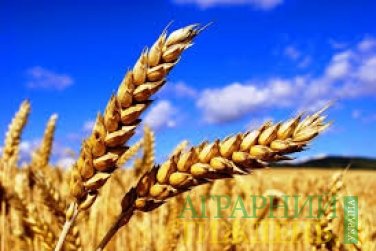 Мінагрополітики розпочато перегляд державного стандарту на пшеницю ДСТУ 3768:2010 "Пшениця. Технічні умови"