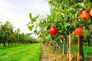 Аграріям буде направлено 72,1 млн. грн. на садівництво