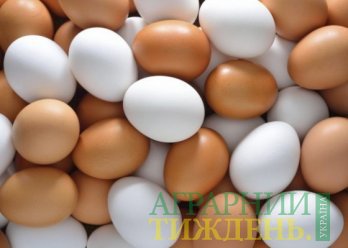 "Овостар Юнион" в I пол. 2018 года сократили производство яиц на 3%