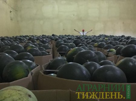Рынок украинских арбузов: перспективы и потенциал