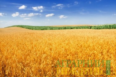 Аграріями вже намолочено майже 31 млн тонн ранніх зернових
