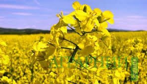 USDA: Прогноз урожая масличных в Причерноморском регионе повышен на 3 млн тонн
