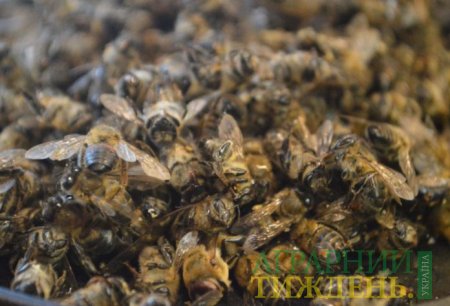 Хімікати - основна причина гибелі бджіл
