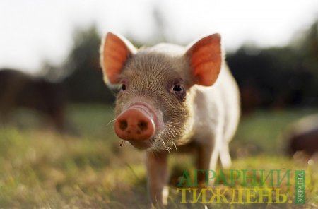Сільське домогосподарство може тримати 10-15 голів свиней у рік — Лапа
