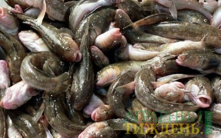На Донеччині масово вмирає риба