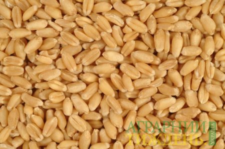 USDA сократило прогноз мирового производства пшеницы на 6,6 млн т