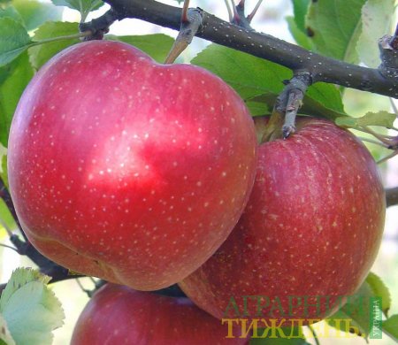 Урожай яблок «Айдаред» в ЕС почти вдвое превысит прошлогодние результаты
