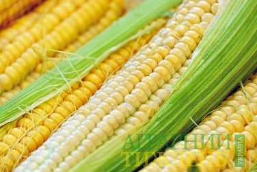 Українськими аграріями вже зібрано 4,7 млн тонн кукурудзи