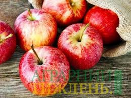 В Украине на оптовых рынках отмечен рост цен на яблоки
