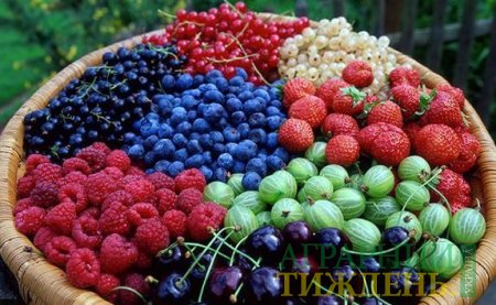 В Одесской области будет создан ягодный кластер